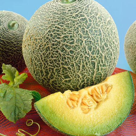 File:Rocky-Ford-Green-Flesh-Melon-Seeds.jpg