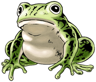 File:Memetaa Frog.png