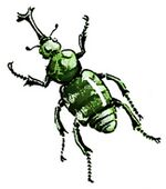 Satiporoja Beetle.jpg