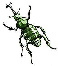 Satiporoja Beetle.jpg