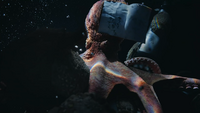 TSKR9 Octopus Eating Abalones.png