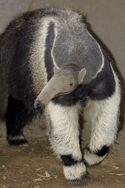File:Anteater.jpg