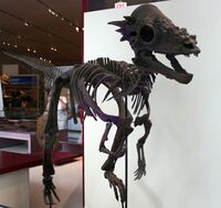 Pachycephalosaurus.jpg