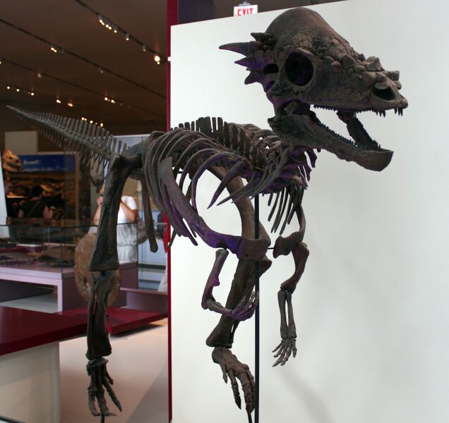 File:Pachycephalosaurus.jpg