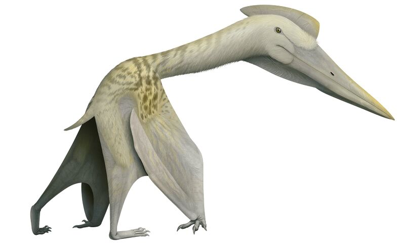 File:Pterosaur.jpg