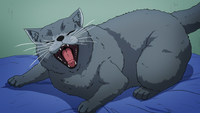 Tama yawning.png