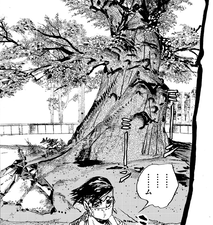 Yew tree hiding Yabubako-Hoshi's shrine